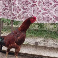 لاری اصل