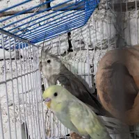 عروس هلندی