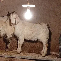 بز ماده دورگ
