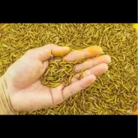 وسایل پرورش میلورم