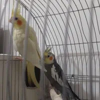 معاوضه با جوجه گرینچیک آناناسی