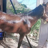 فروش اسب نریان