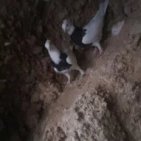 کفتر طوقی
