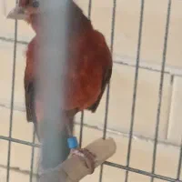 قناری سوخته سرخ نر مست کشیده