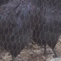 خروس ایام سمانی