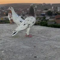 کبوتر سار هفت رنگ نر