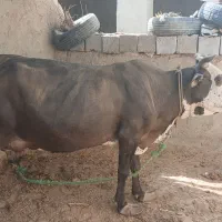 گاو چاق