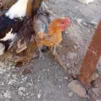 مروغ و اوردک