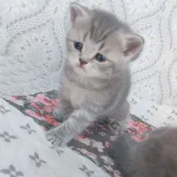 گربه بیریتیش بچه گربه توپولی