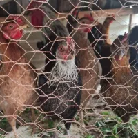 مرغ و خروس محلی