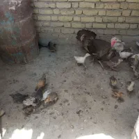 بوقلمون
