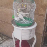 عروس هلندی نر و ماده