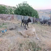 توله سگ دورگه خراسانی قدرجانی