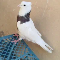کبوتر ماده