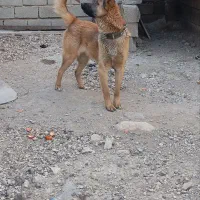 واگذاری سگ نگهبان