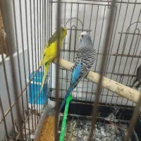 یک جفت مرغ عشق