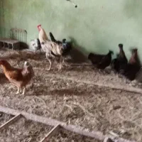 مرغ خروس محلی  تخمی