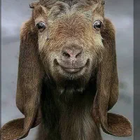 سه‌تابز‌جمل‌زا