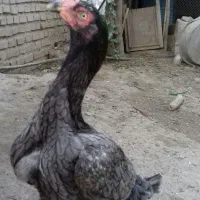 مرغ لاری کورچ قلم سبز افغان اصیل
