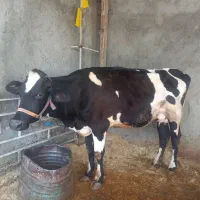 گاو هلشتاین با گوساله