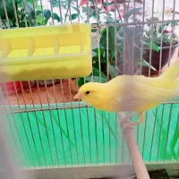 قناری نر طلایی آواز بخوان درجه یک