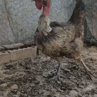 مرغ و خروس محلی