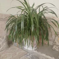 گلدان بزرگ