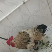 خروس
