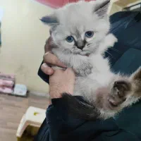 گربه بریتیش