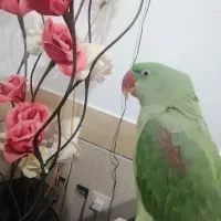 شاه طوطی دستی  جوون