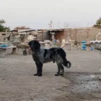 سگ قهدریجانی خاسگری