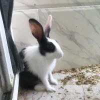 خرگوش