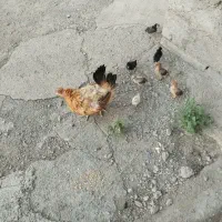 مرغ باجوجه