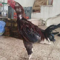 لاری