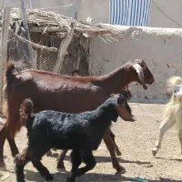 فروش 29راس بز کهره دار