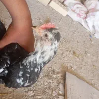 خروس گلین لری اصیل معاوضه با مرغ هم دارم