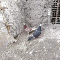 کفتر بوم