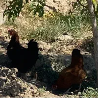 مرغ محلی