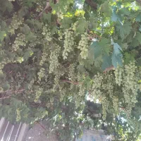 اجاره خونه روستایی