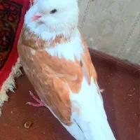 یک کبوتر شازده زرد