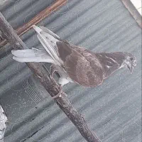بخونید ازم رفته
