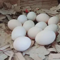 تخم مرغ گلین نطفدار