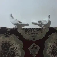 کبوتر