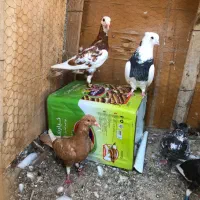 تعدادی جوجه پلاکی