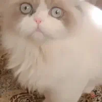 گربه پنج ماهه