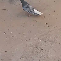 کبوتر