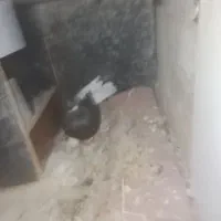 کبوتر دم سفید ماده کوج است