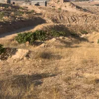 ملک-انجیر-بیدبخون
