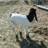 بزغاله شیری پاکستانی