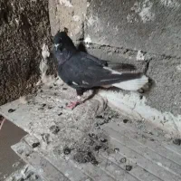 کبوتر